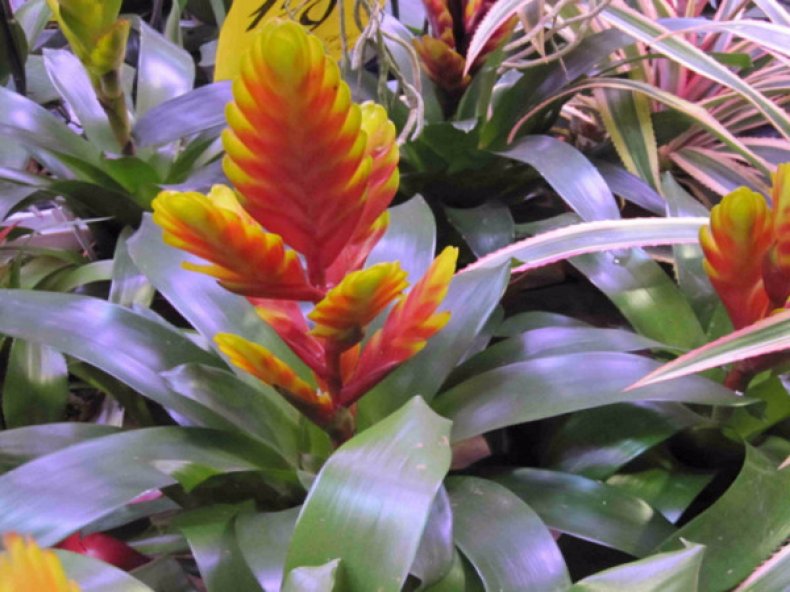 Роскошный комнатный цветок вриезия: уход в домашних условиях за капризным растением для эффектного украшения дома