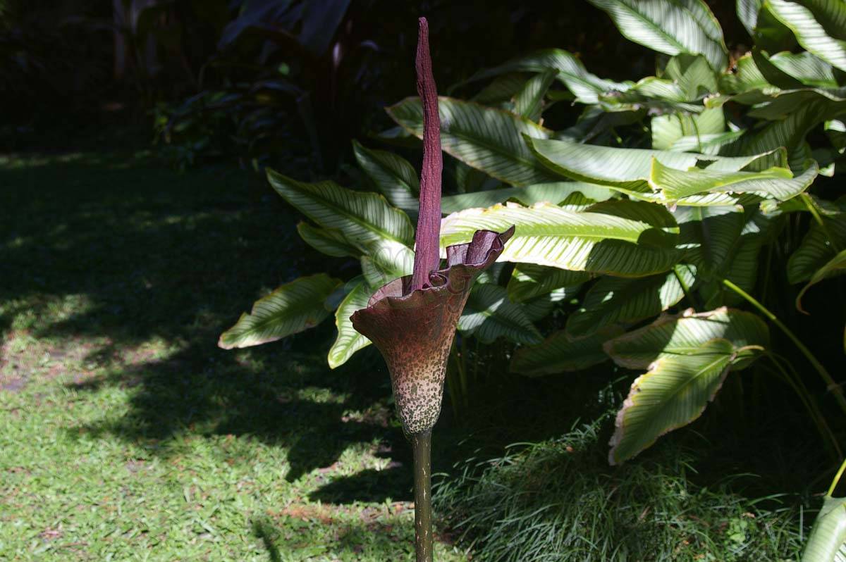 Аморфофаллус, или лилия вуду. уход, выращивание размножение. цветок. фото. — ботаничка