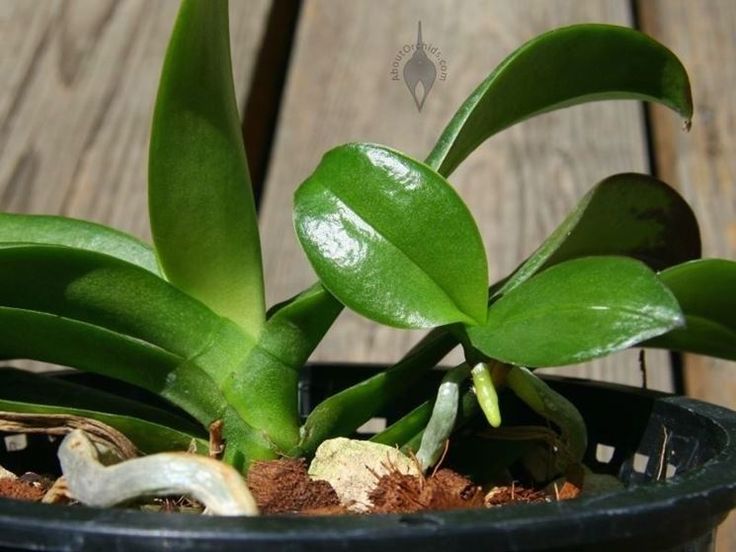 6 способов размножения орхидеи фаленопсис в домашних условиях с пошаговым фото. рекомендации и правила ухода