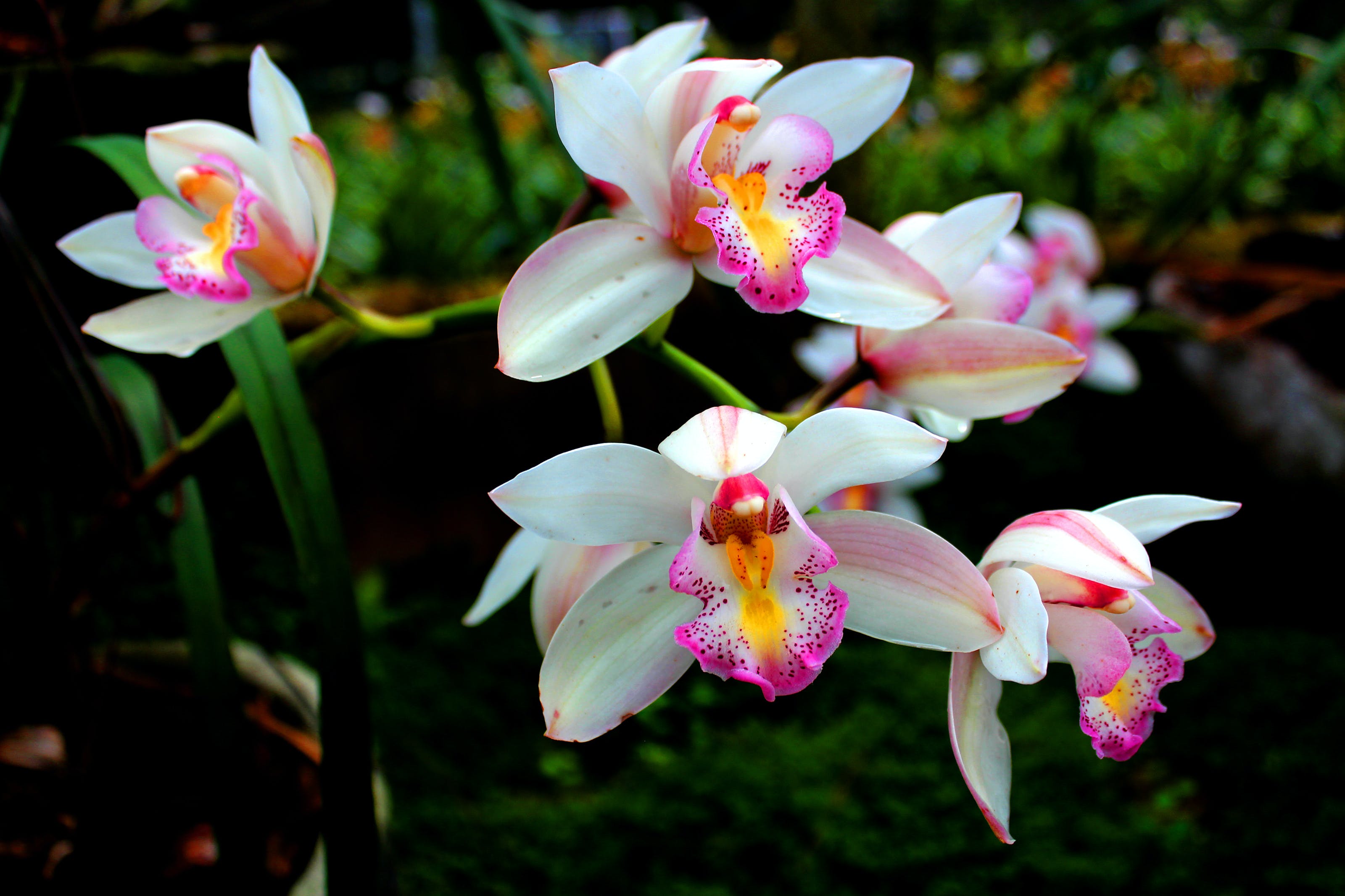 Орхидея (orchidaceae). описание, виды и уход за орхидеей - флористика на "добро есть!"