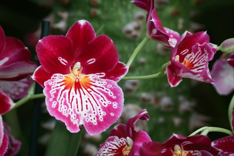 Орхидея мильтония: посадка, уход и размножение в домашних условиях, фото