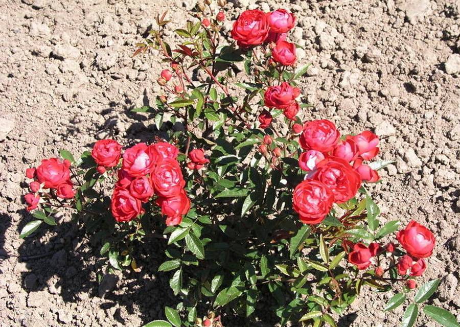 Роза полиантовая посадка и уход выращивание из семян фото сортов с названиями и описанием