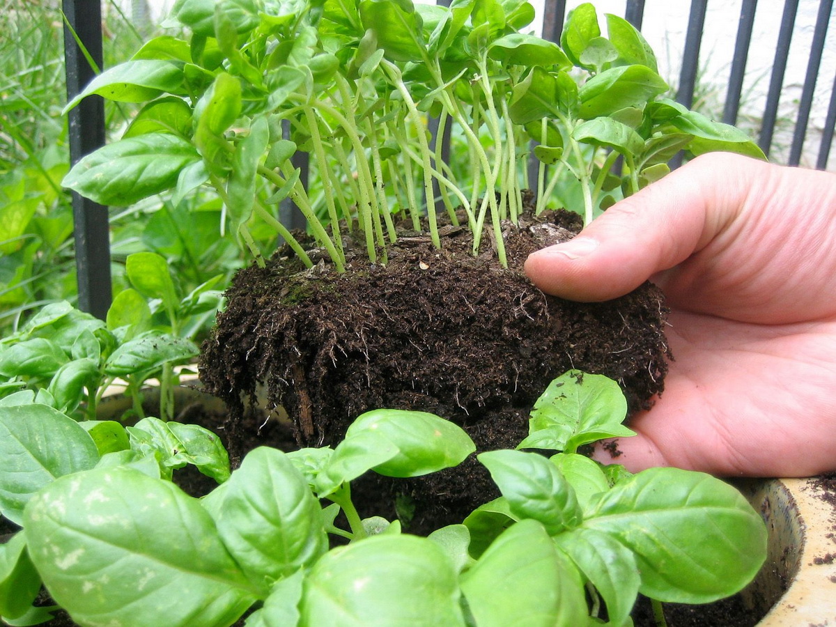 Как посадить семена базилика и что делать, чтобысобрать большой урожай