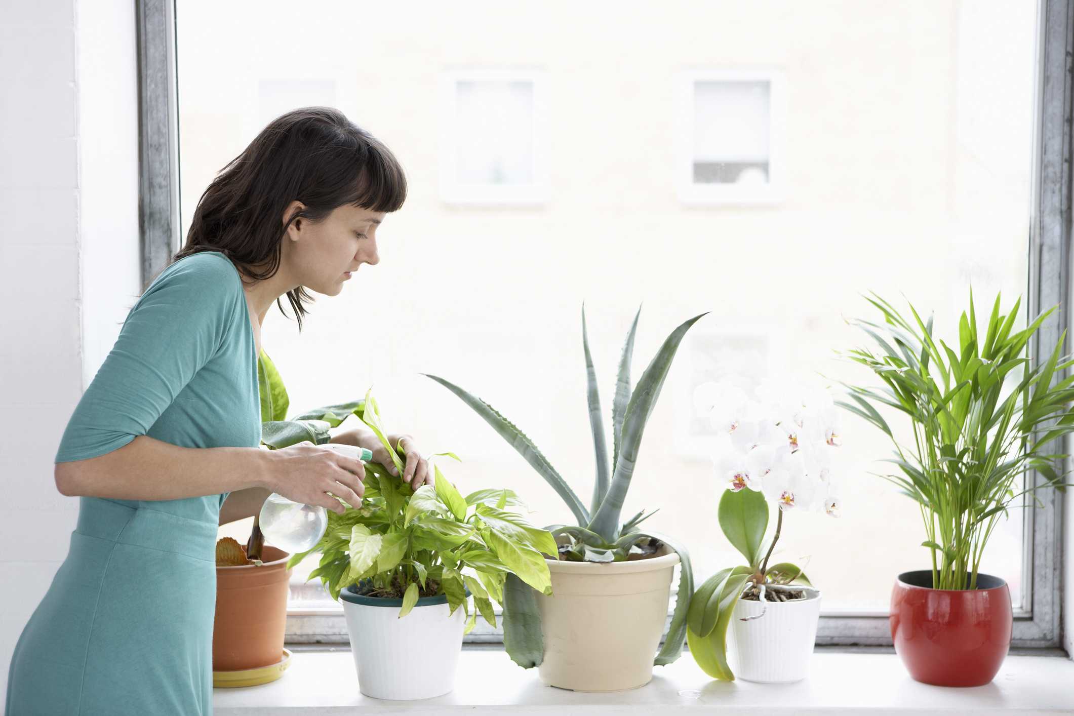 Осенние советы по уходу за комнатными растениями. уход за цветущими растениями