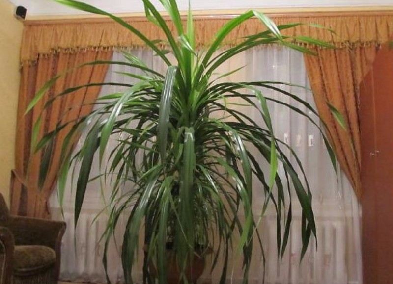 Панданус: уход в домашних условиях за вечнозеленым тропическим растением