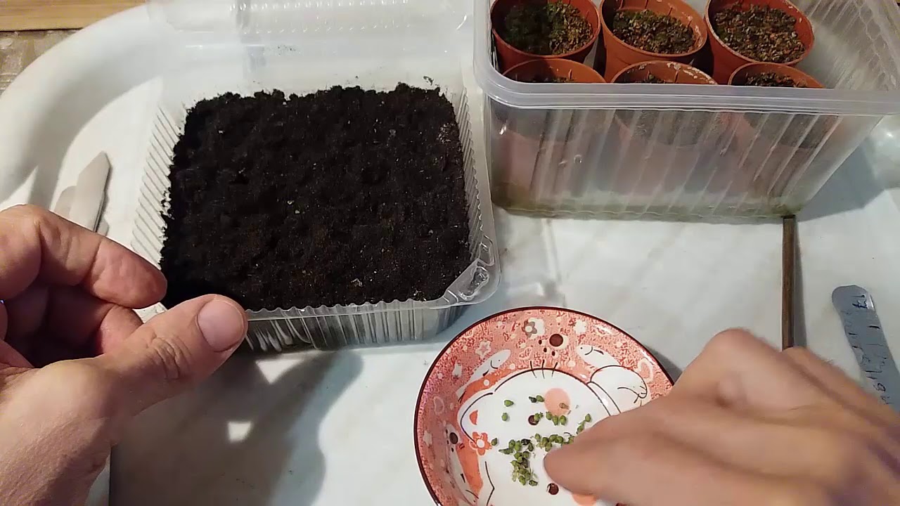 ᐉ как вырастить гортензию из семян в домашних условиях - godacha.ru