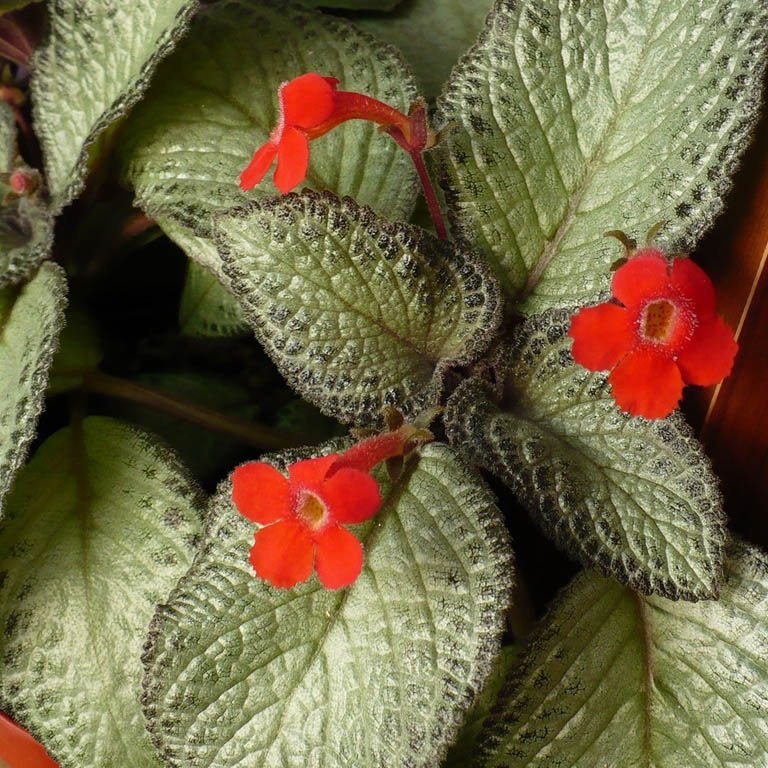 Комнатные цветы с красными цветками: название и описание видов растений, как называются белые цветы с красной серединкой