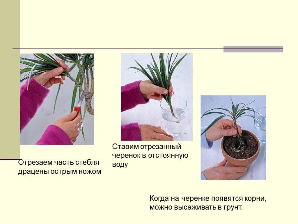 Размножение кротона (кодиеума) черенками, листьями и другими способами в домашних условиях