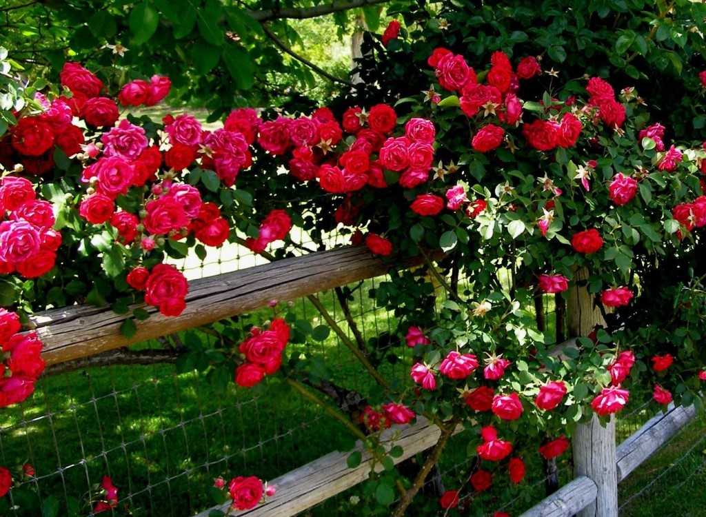 Как ухаживать за розами в саду летом, чтобы цвели красиво, этапы ухода на даче на открытом участке в июне, июле и августе
