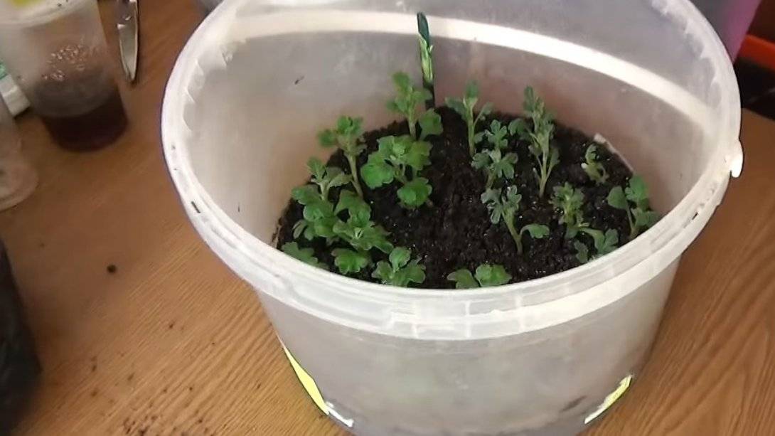 Размножение хризантем: сроки и способы в домашних условиях, выращивание