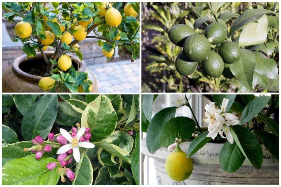 35 сортов комнатных лимонов, фото и описание. комнатные растения