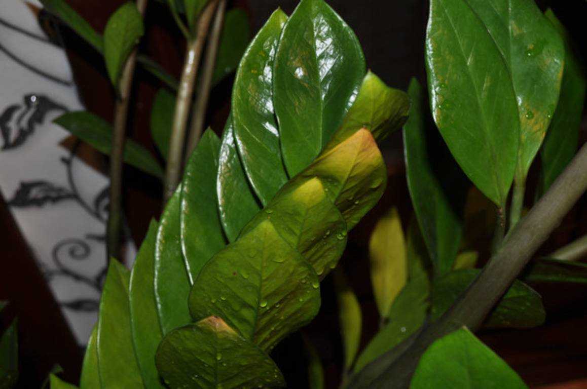 Замиокулькас: почему желтеют листья у цветка и что делать