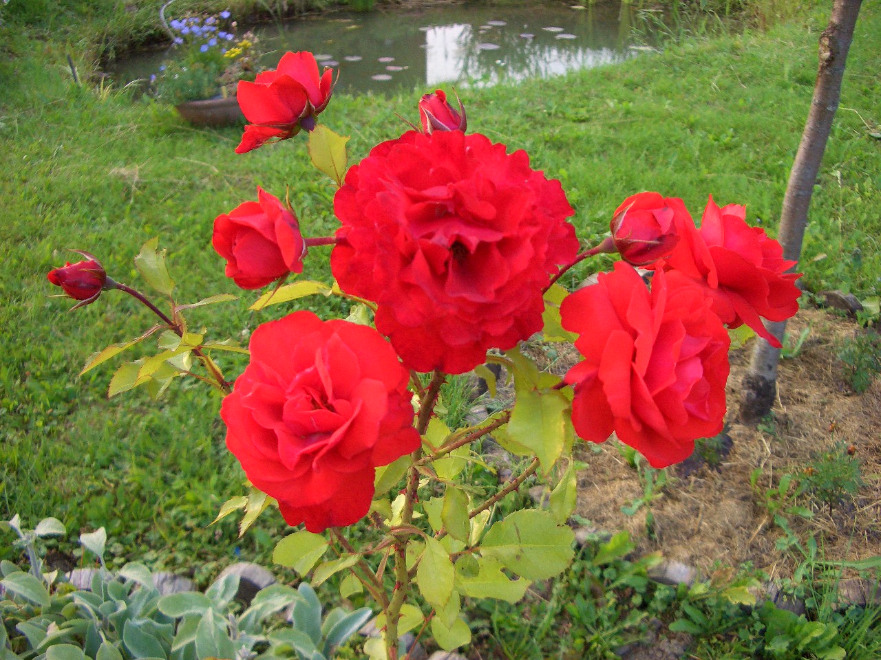 Розы кордеса (kordes): фото и описания лучших сортов — бриллиант (brilliant), сувенир де баден-баден и другие, узнайте, зимостойкие ли они и как выращивать