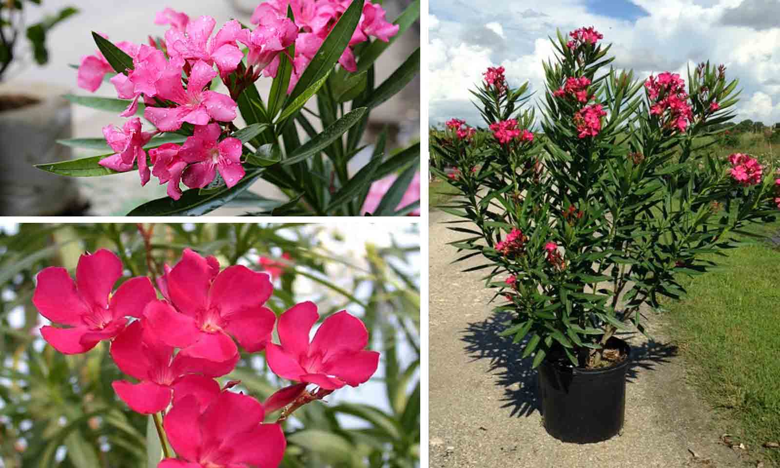 Удивительный цветок обыкновенного олеандра: уход и выращивание в домашних условиях и открытом грунте