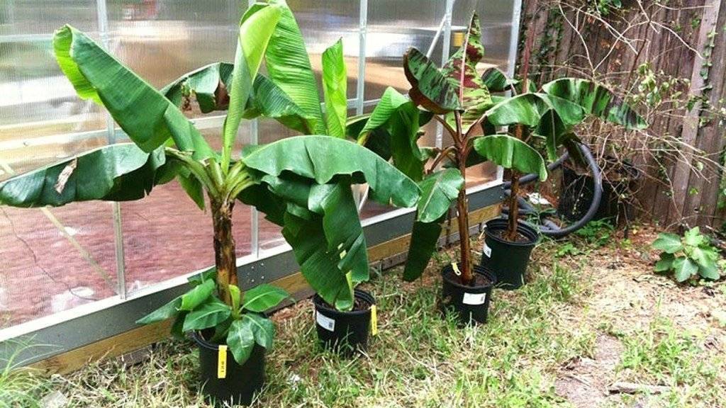 Выращивание банана дома: как прорастить и посадить банан из семян
