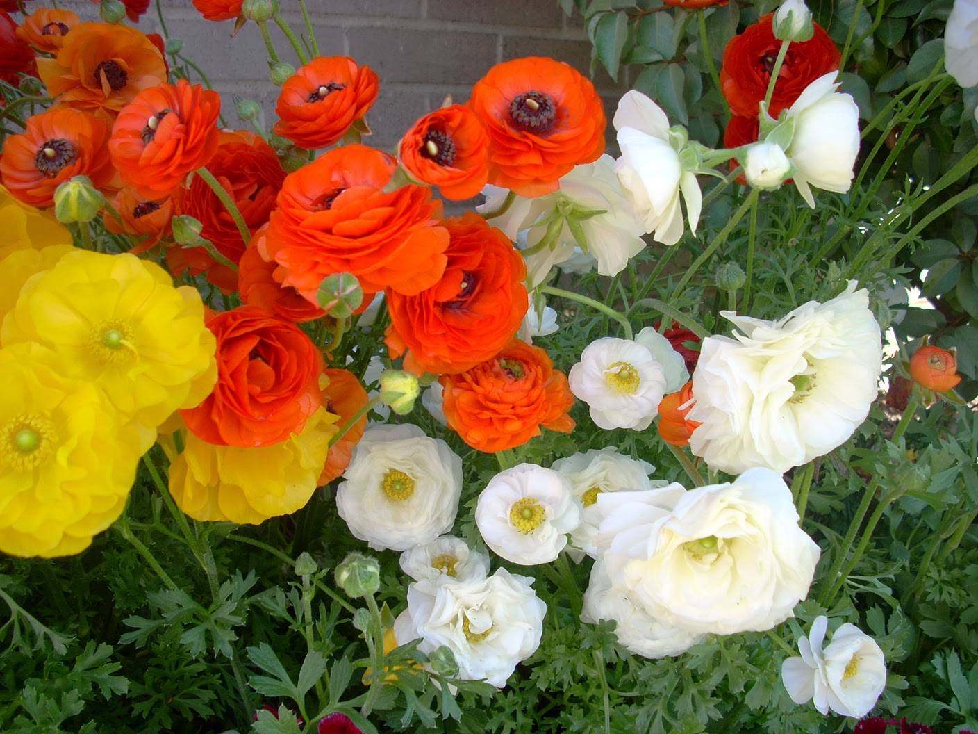 Лютики садовые (ранункулюс): посадка и уход, фото, размножение и выращивание сорта в открытом грунте, сочетание в ландшафтном дизайне