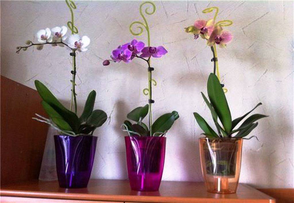 Выбор горшка для орхидей, какой лучше: двойной, прозрачный, керамический, кашпо