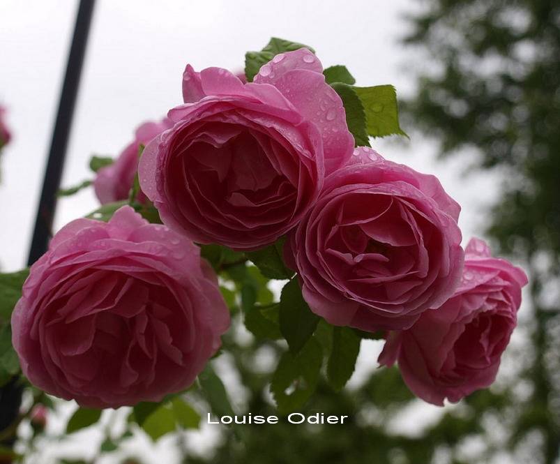 Роза луис одьер (louise odier) — что это за сортовая культура