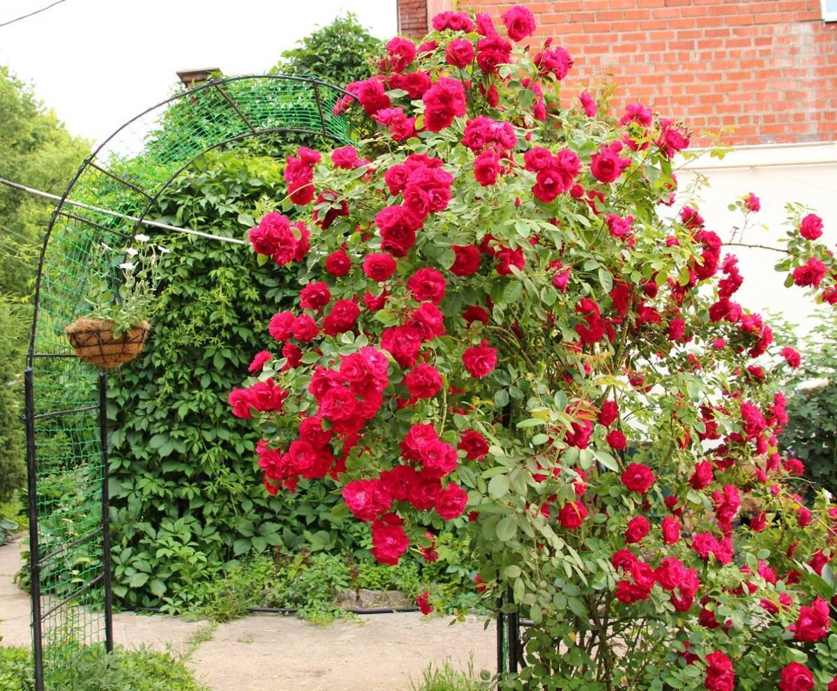 Плетистая роза flammentanz (фламентанц): фото и описание, отзывы