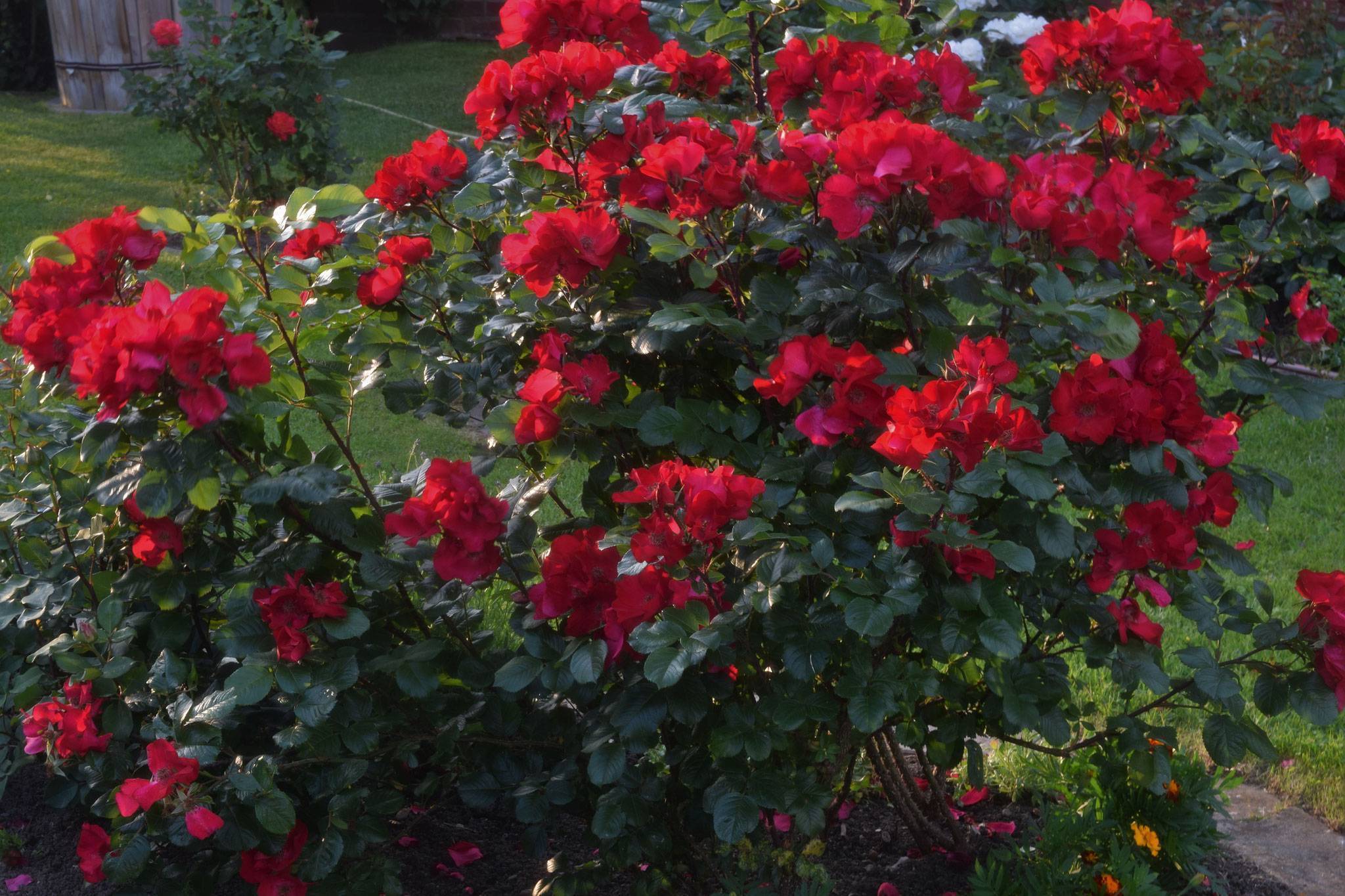 Роза крокус роуз: описание английского паркового цветка, его фото, особенности ухода, размножения и выращивания, а также болезни и вредители