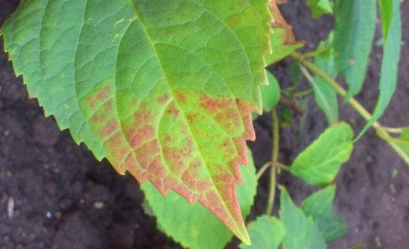 У гортензии желтеют листья: почему и что делать, способы лечения
