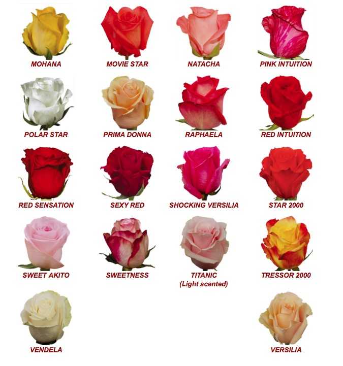 Самые лучшие сорта зимостойких и морозоустойчивых роз с фото