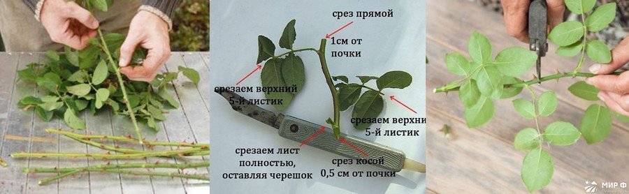 Размножение роз черенками (метод “буррито”), отводками. — технологичный огород