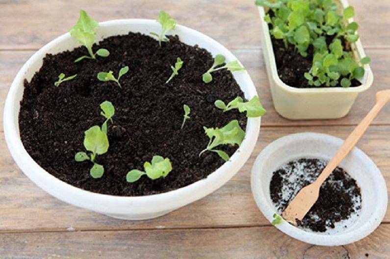 Семена фуксии: как посадить фуксию семенами в домашних условиях