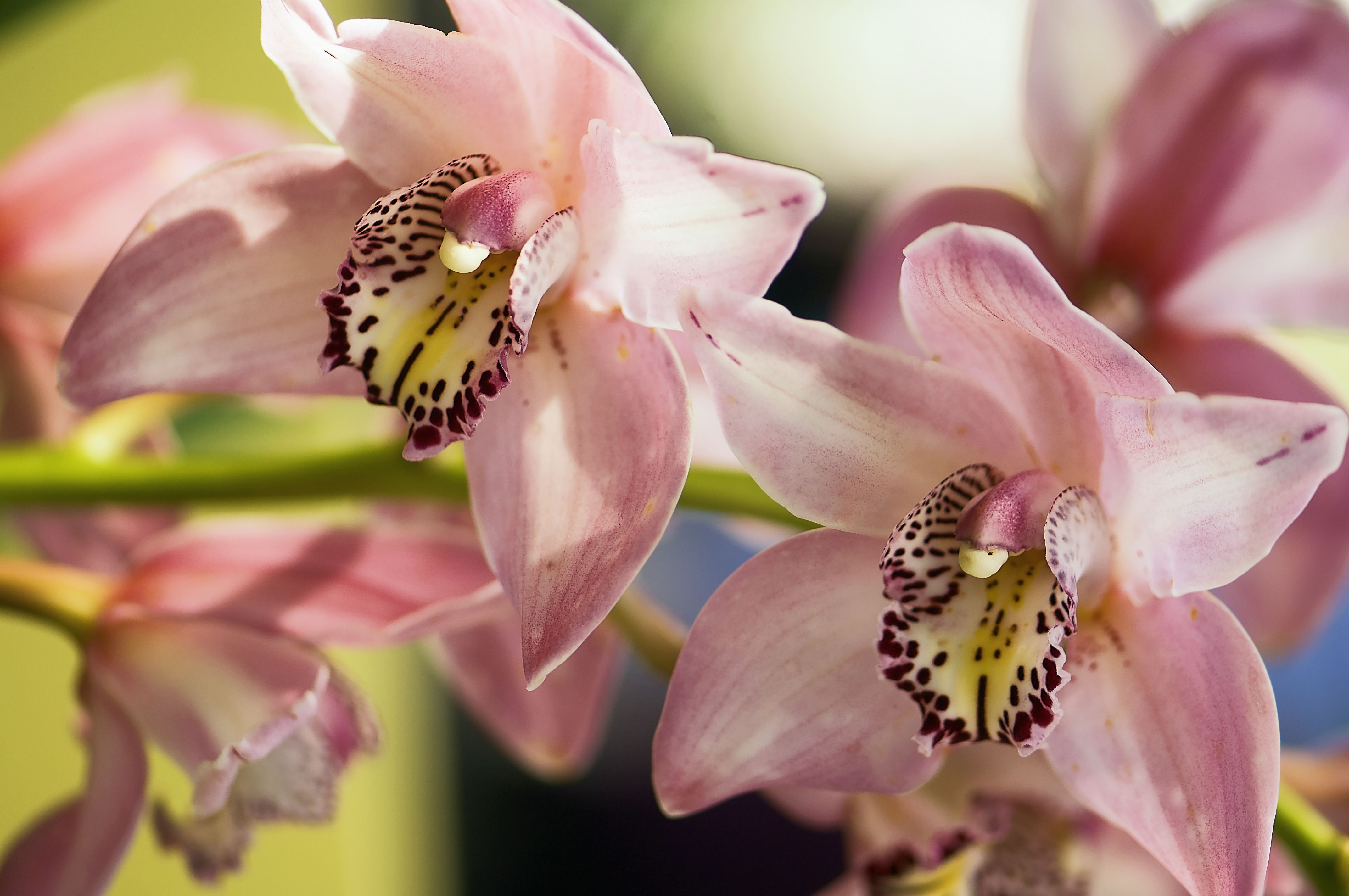 Цимбидиум – многообразие форм и оттенков. описание видов орхидеи и рекомендации по уходу в домашних условиях