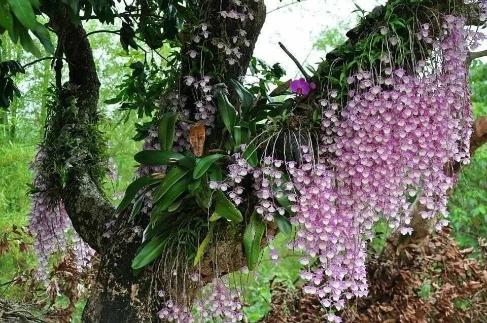 Орхидейное дерево в домашних условиях: фото растущей красавицы