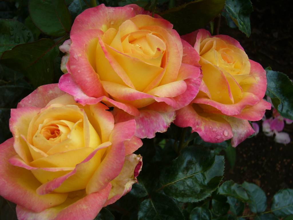 Мои двухцветные розы — на дальнем востоке и кубани. сравнительные характеристики сортов. фото — ботаничка