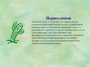 Период покоя у комнатных растений | саженец.ру