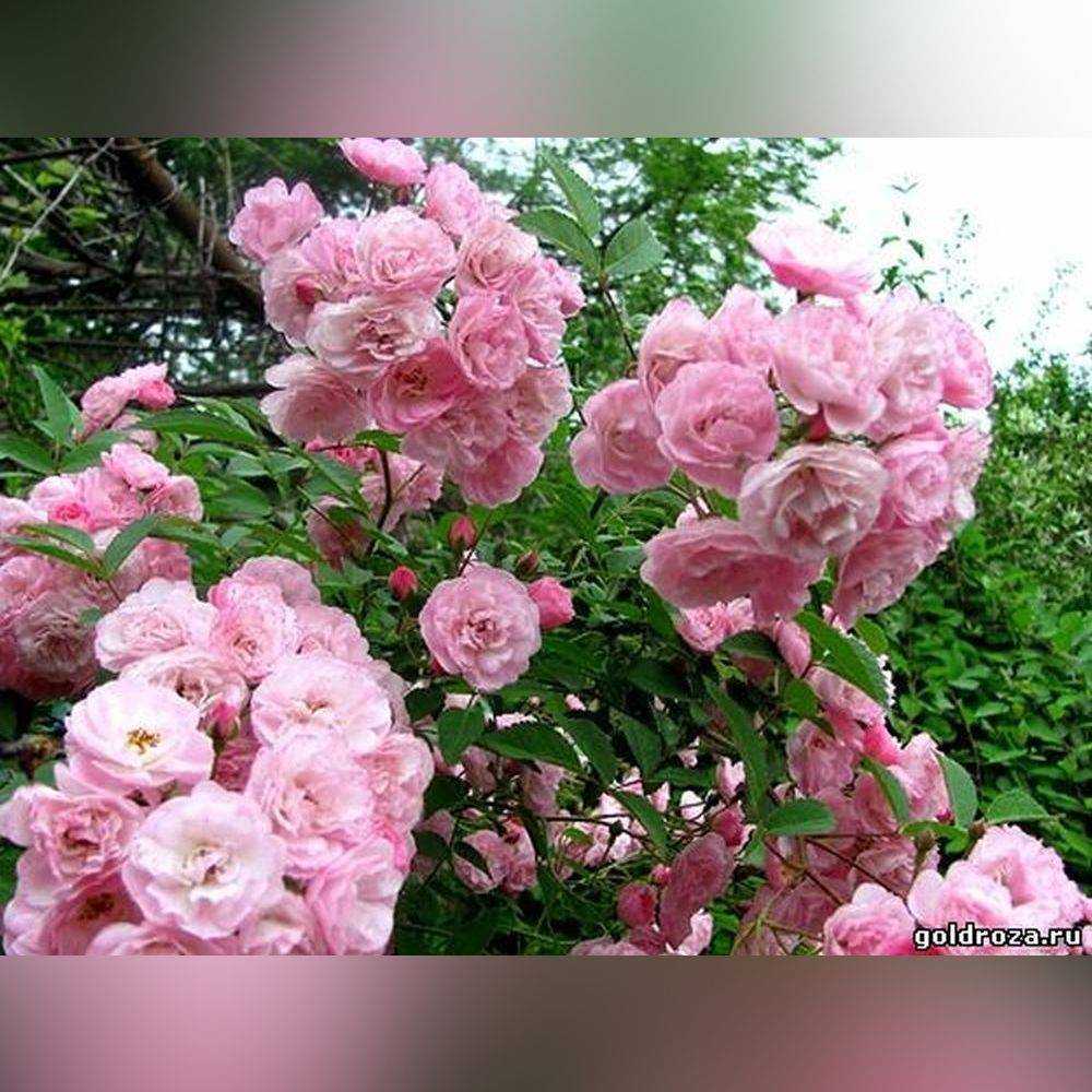 Гибрид с пряным ароматом или просто мускусная роза — что это такое, а также описание сортов