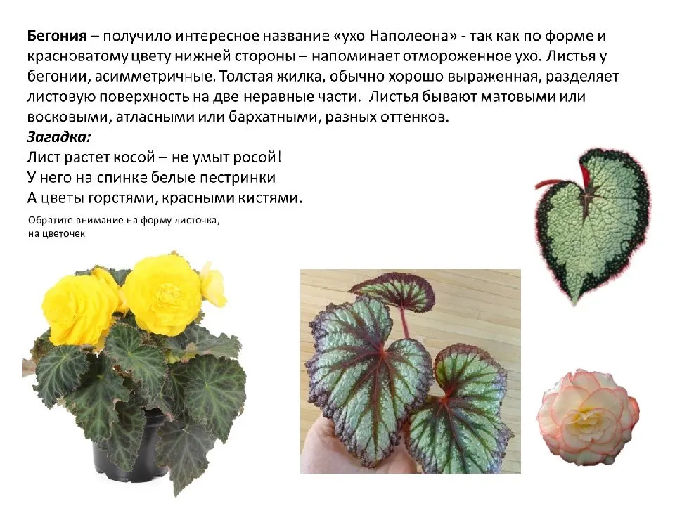 Бегония: размножение листом в домашних условиях - sadovnikam.ru