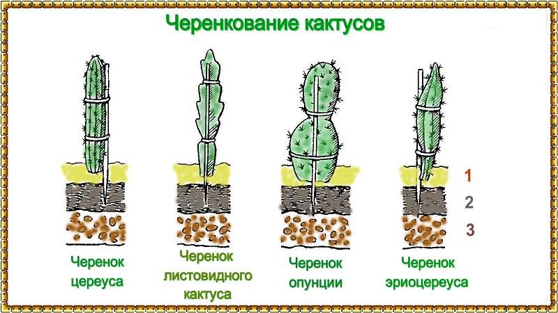 Способы, как размножить кактус. лучшие варианты и уход