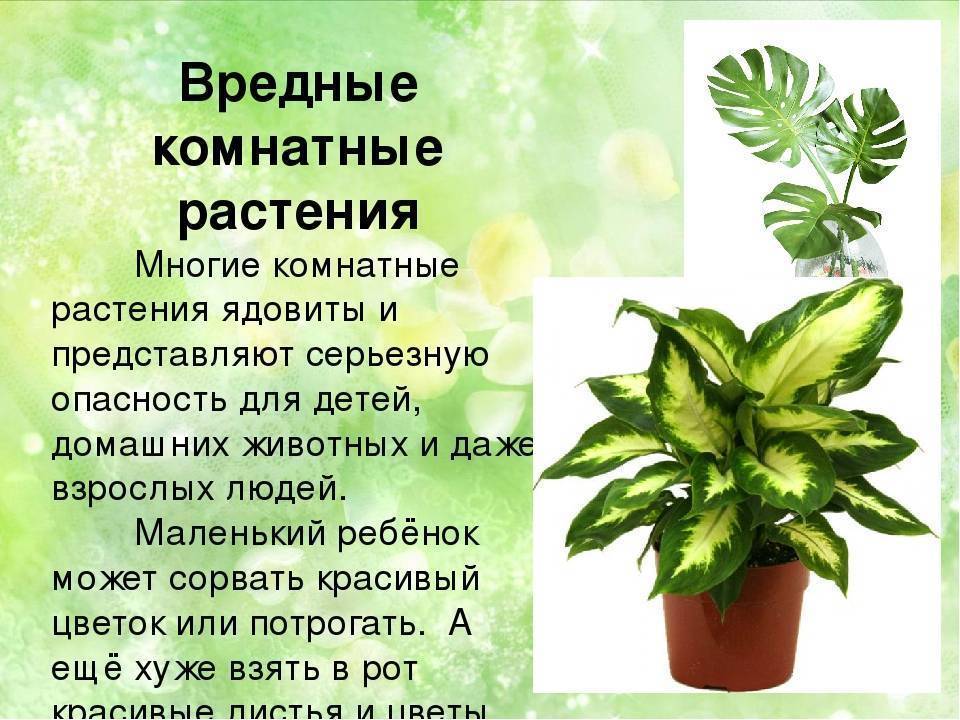 Самые полезные комнатные растения для человека