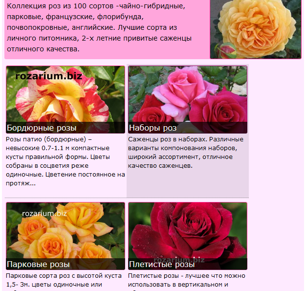 10 лучших роз кордеса