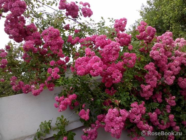 Роза супер дороти плетистая: описание розы super dorothy