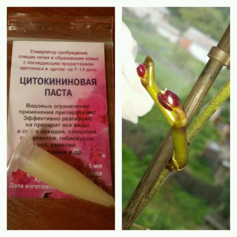 Цитокининовая паста для орхидей: правила использования orchidfan.ru