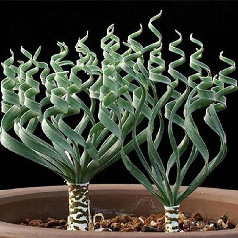 Цветок альбука спиральная: выращивание из семян
