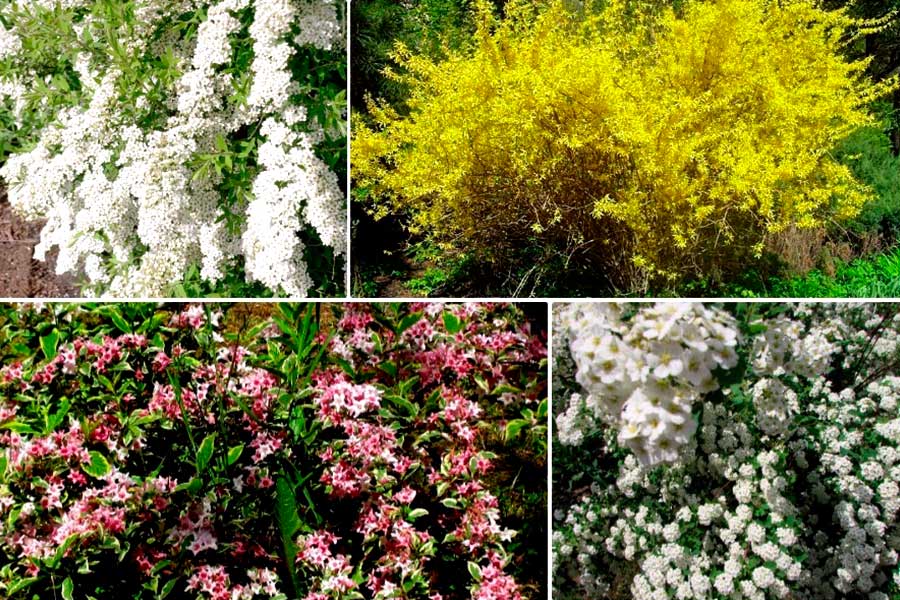 Кустарники, цветущие белым цветом: фото и названия, описание растений и советы по выращиванию