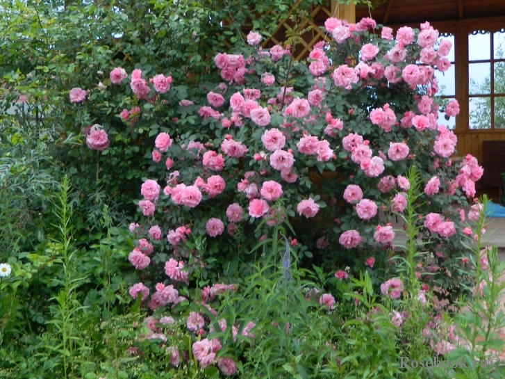 Канадская парковая роза john davis (джон девис): описание сорта, посадка и уход