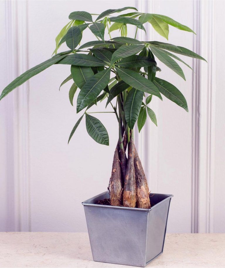 Растение пахира: как вырастить мини-баобаб в домашних условиях