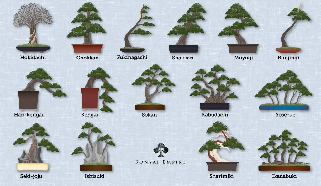 Способы выращивания бонсай