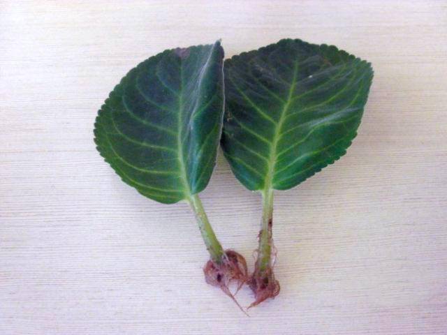 Глоксиния: уход в домашних условиях, выращивание и размножение листом