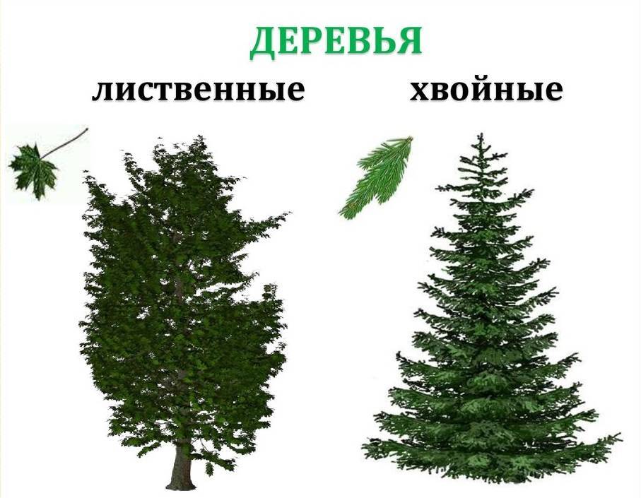 Характеристика лиственных лесов, климат, флора, фауна