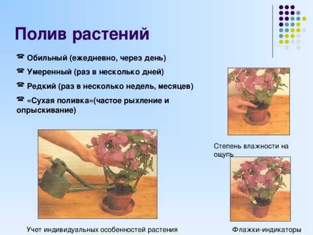 Полив комнатных цветов: подробное руководство