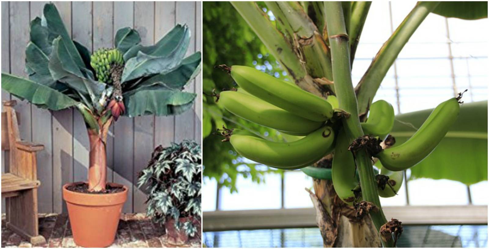 Комнатный банан — как вырастить тропическое чудо. уход в домашних условиях. фото — ботаничка