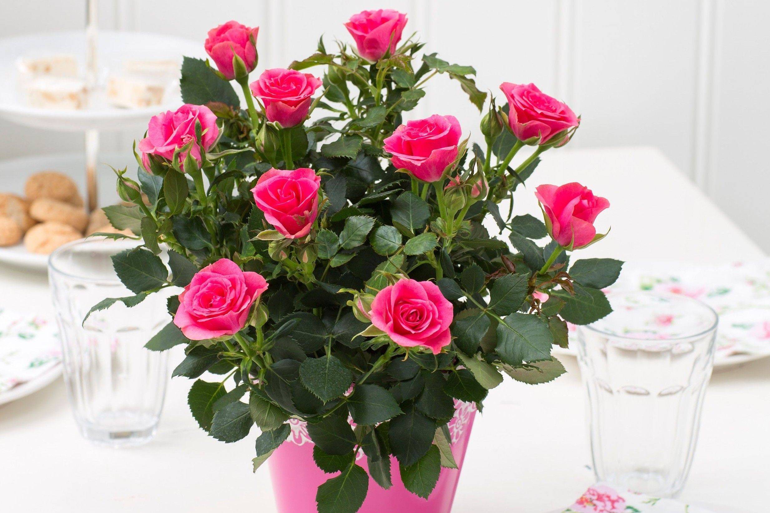 Как вырастить розу из букета в домашних условиях: пошаговая инструкция - sadovnikam.ru