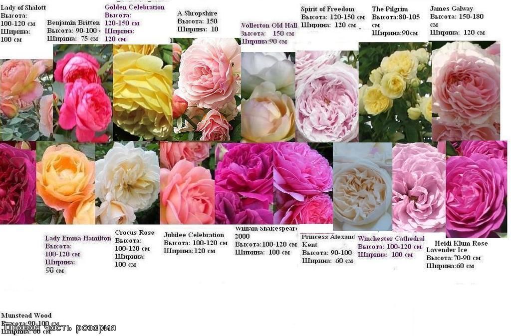 Английская роза: описание цветка, советы по высадке, выращиванию и уходу за растением